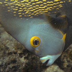 Bonaire 2018